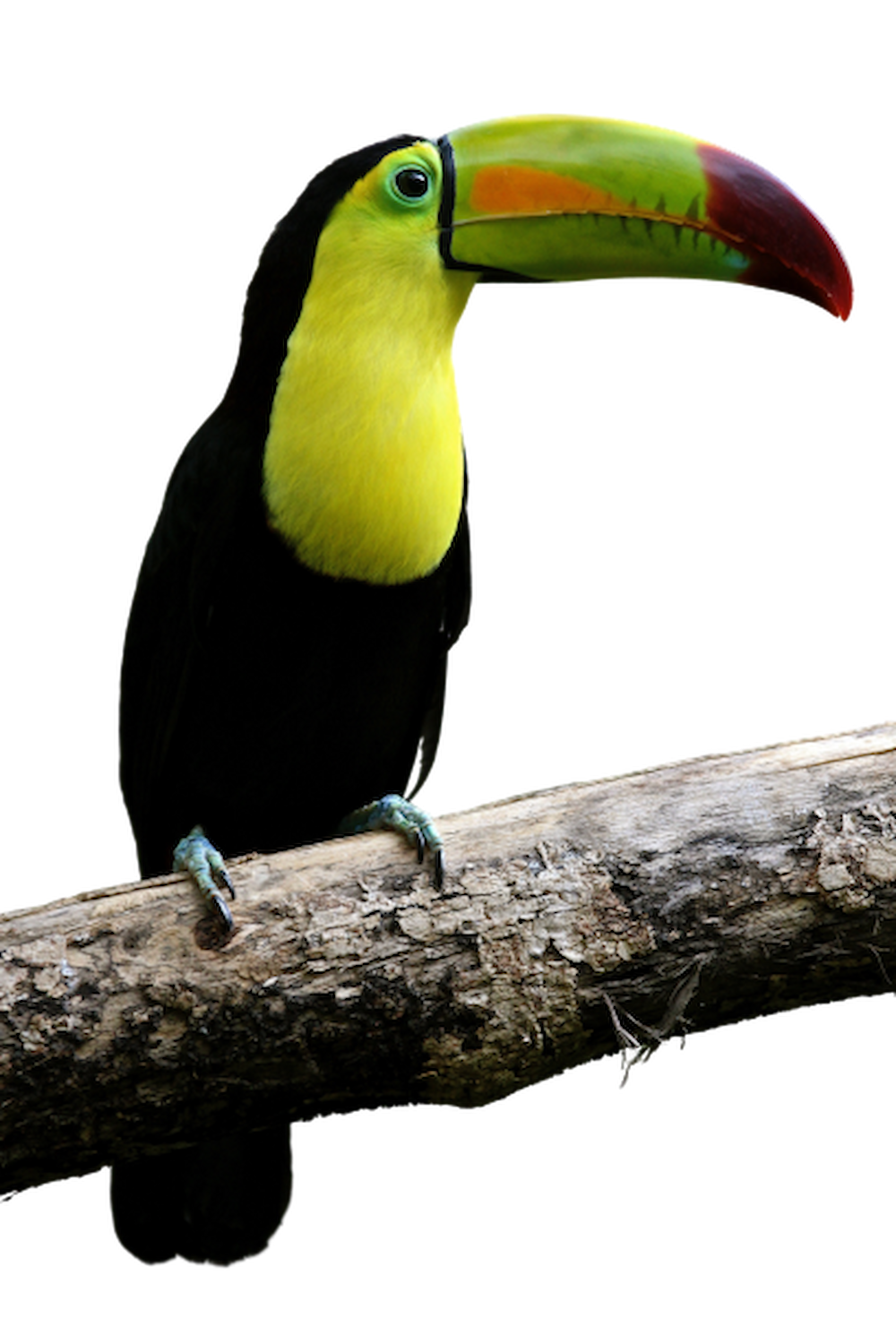 Toucan_the_round_house_rio_dulce-backpackers Toucan_the_round_house_rio_dulce-backpackers